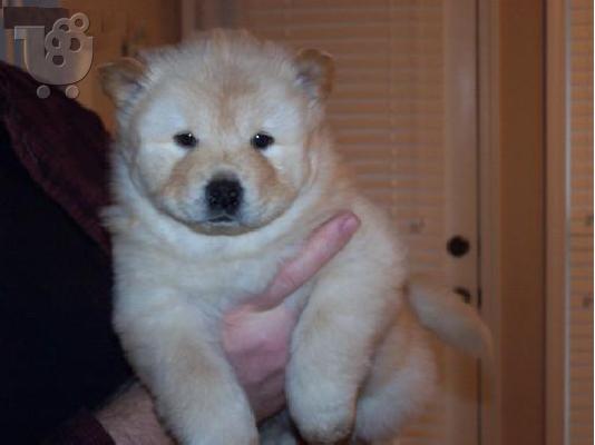 PoulaTo: chow chow puppies